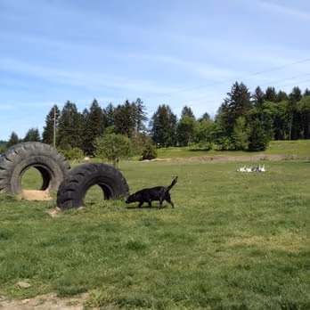 Potso Dog Park photo 2